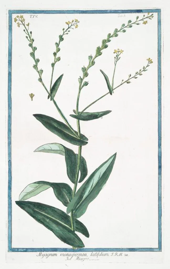 An illustration from Hortus Romanus plantaru, 1772, leaf 312