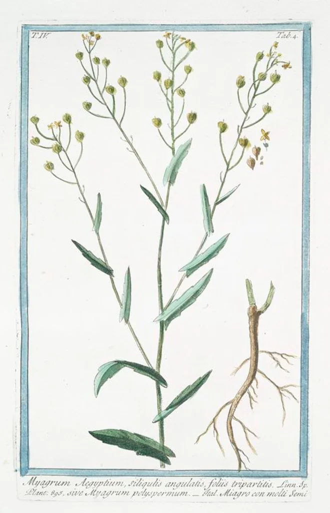 An illustration from Hortus Romanus plantaru, 1772, leaf 313