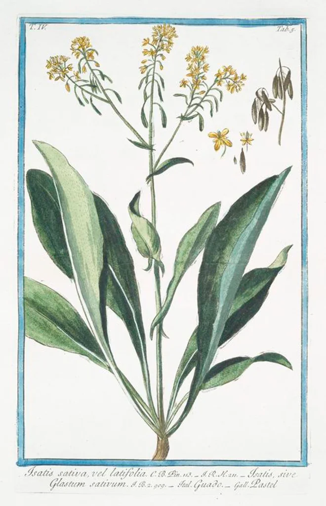 An illustration from Hortus Romanus plantaru, 1772, leaf 314