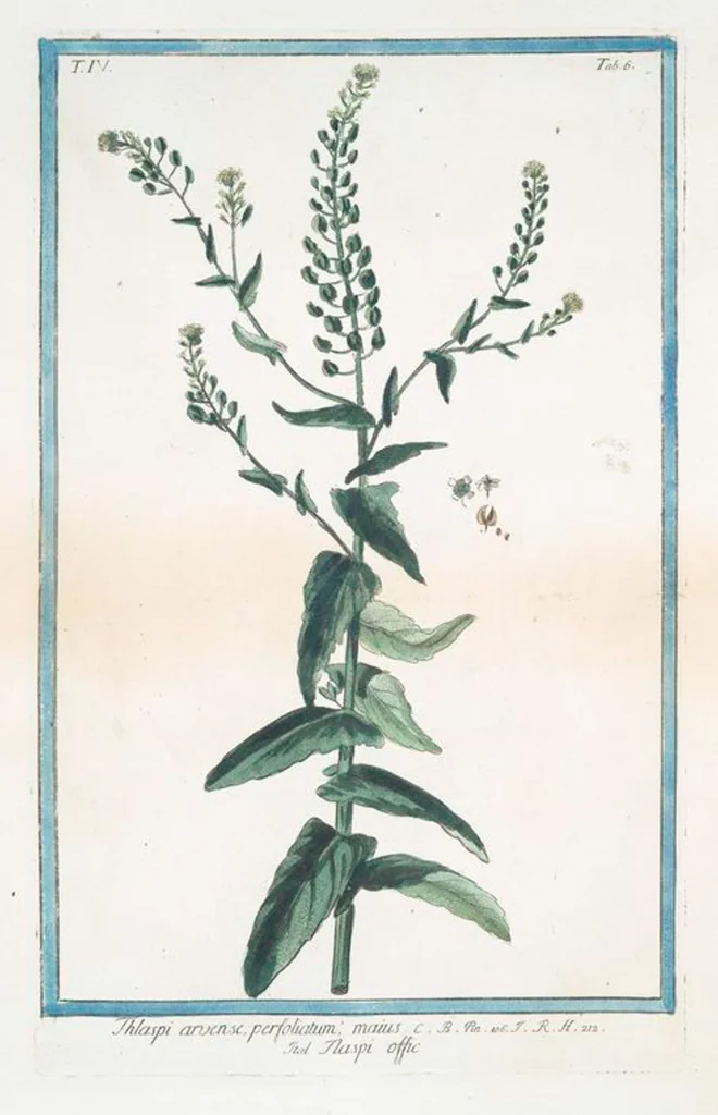 An illustration from Hortus Romanus plantaru, 1772, leaf 315