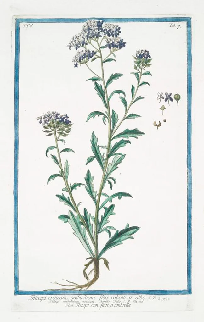 An illustration from Hortus Romanus plantaru, 1772, leaf 316