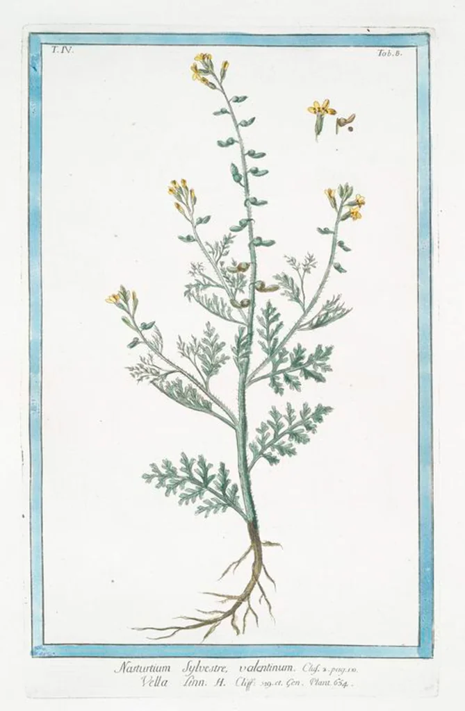 An illustration from Hortus Romanus plantaru, 1772, leaf 317