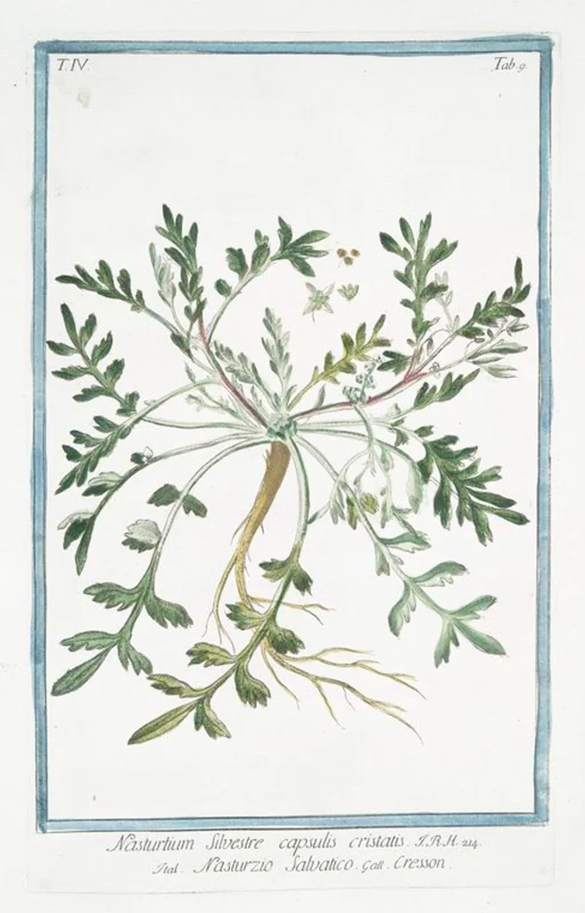 An illustration from Hortus Romanus plantaru, 1772, leaf 318