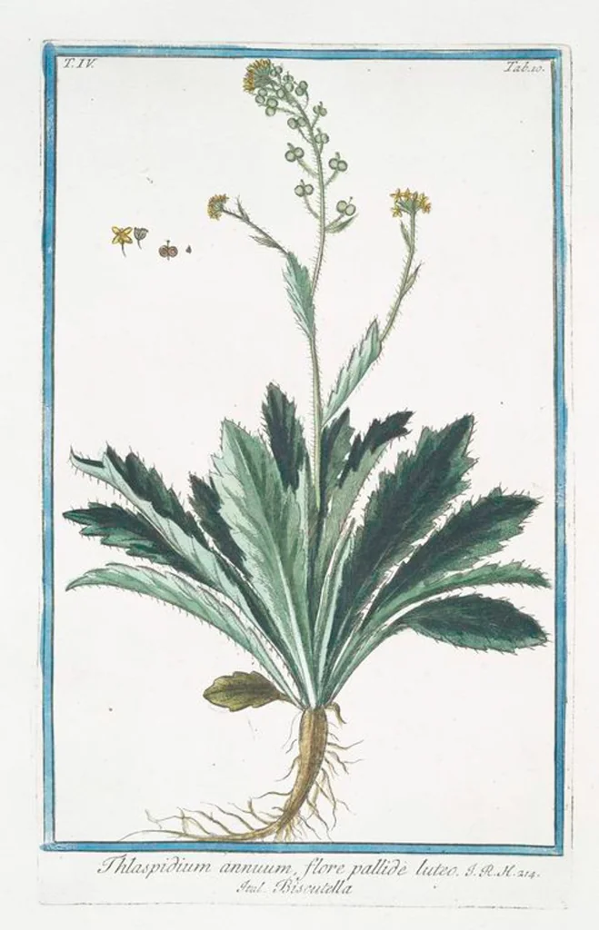 An illustration from Hortus Romanus plantaru, 1772, leaf 319