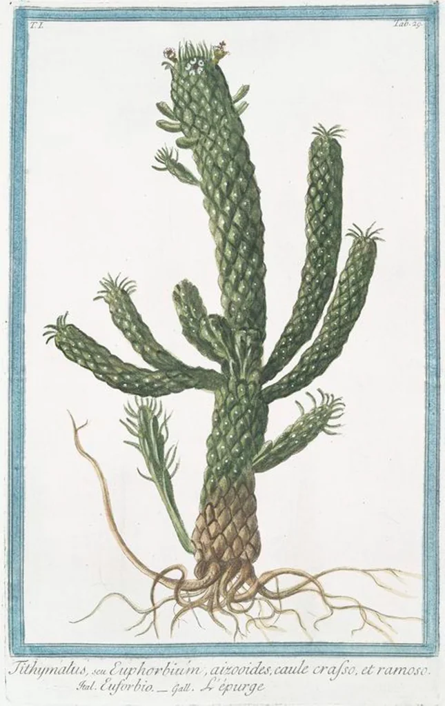 An illustration from Hortus Romanus plantaru, 1772, leaf 32