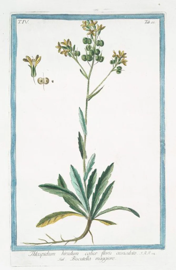 An illustration from Hortus Romanus plantaru, 1772, leaf 320