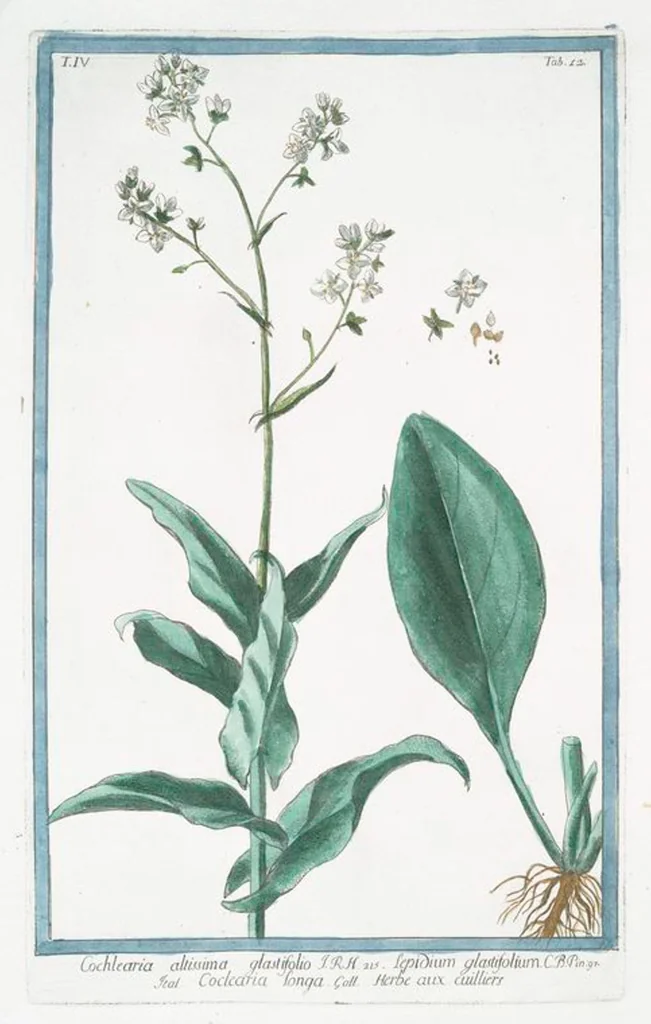An illustration from Hortus Romanus plantaru, 1772, leaf 321