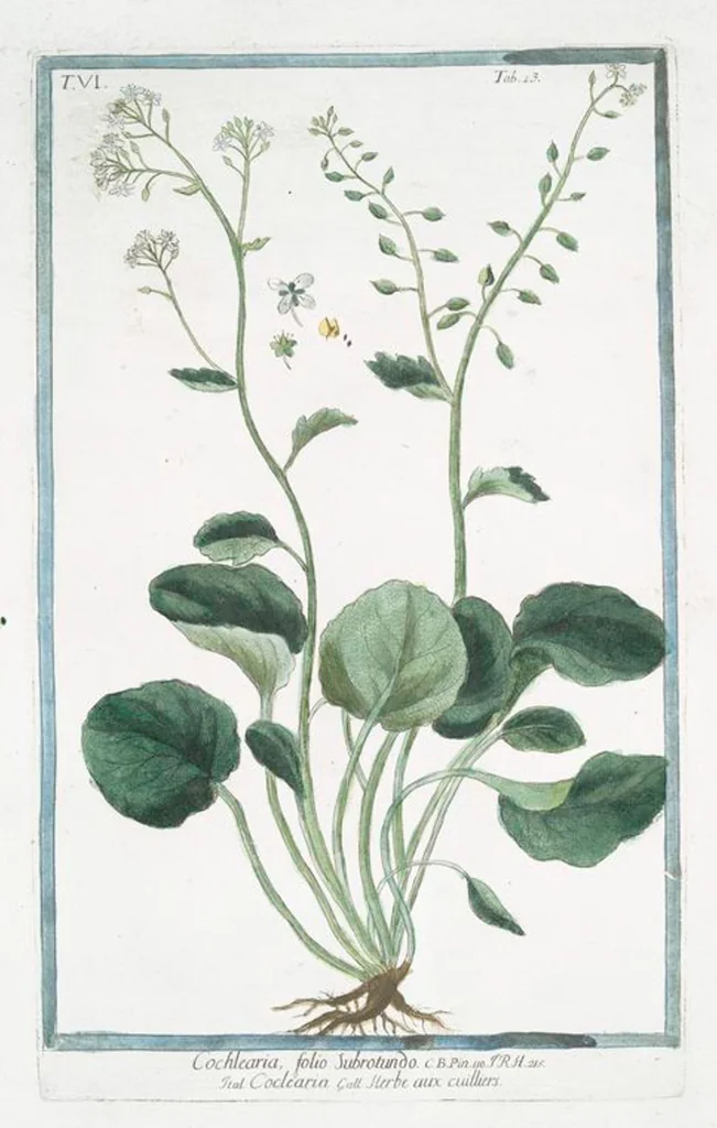 An illustration from Hortus Romanus plantaru, 1772, leaf 322