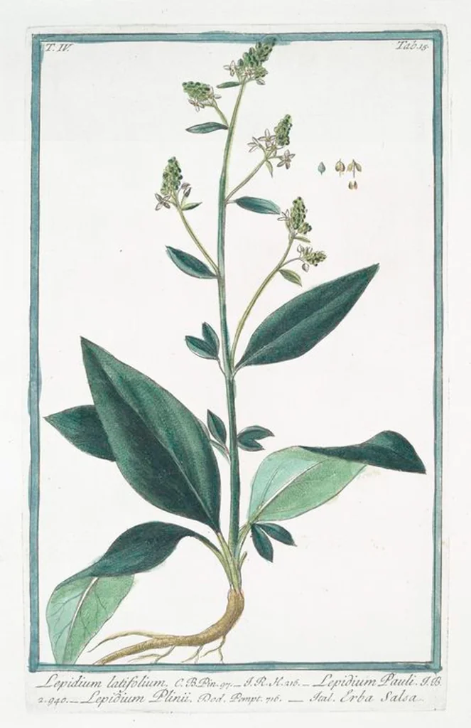 An illustration from Hortus Romanus plantaru, 1772, leaf 324