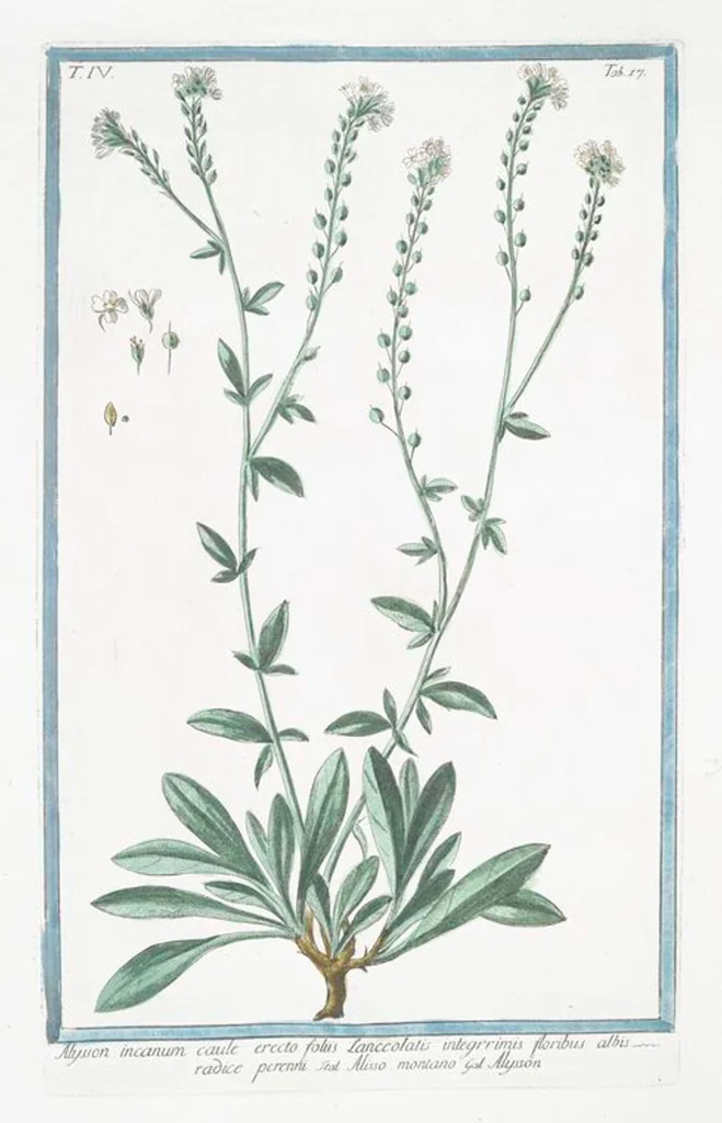 An illustration from Hortus Romanus plantaru, 1772, leaf 326