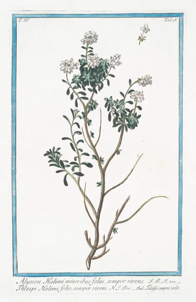 An illustration from Hortus Romanus plantaru, 1772, leaf 327
