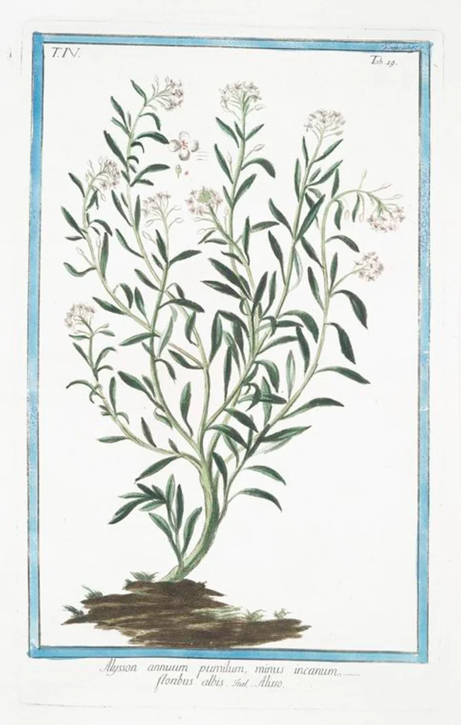 An illustration from Hortus Romanus plantaru, 1772, leaf 328