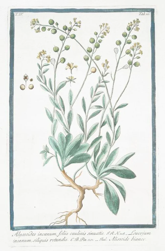 An illustration from Hortus Romanus plantaru, 1772, leaf 329