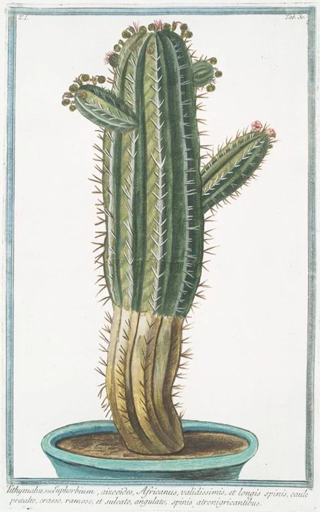 An illustration from Hortus Romanus plantaru, 1772, leaf 33