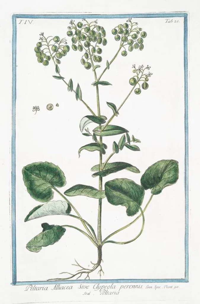 An illustration from Hortus Romanus plantaru, 1772, leaf 330