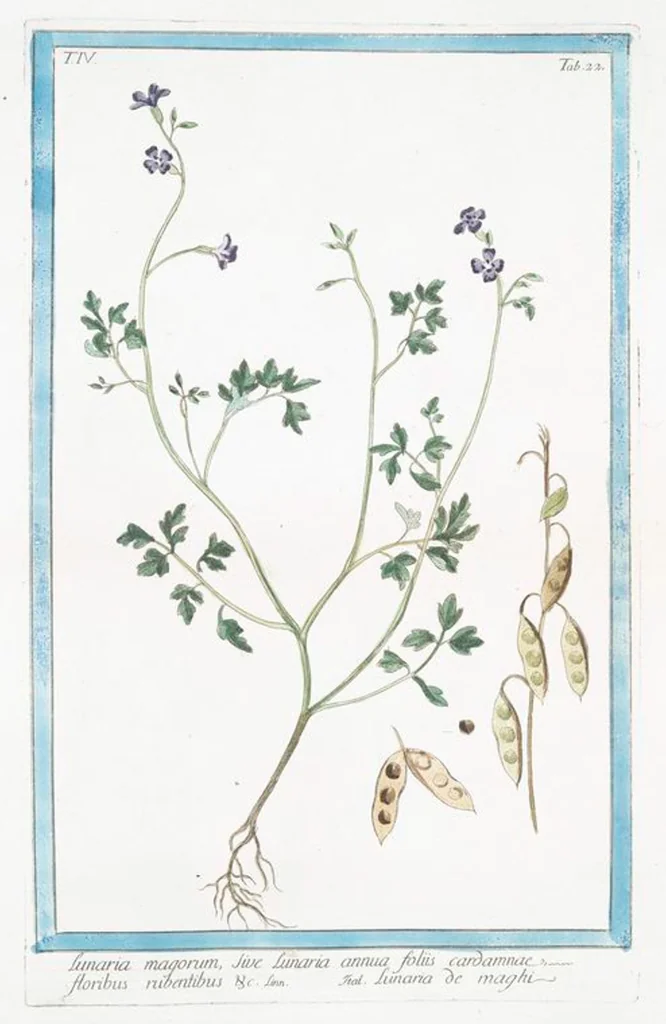 An illustration from Hortus Romanus plantaru, 1772, leaf 331