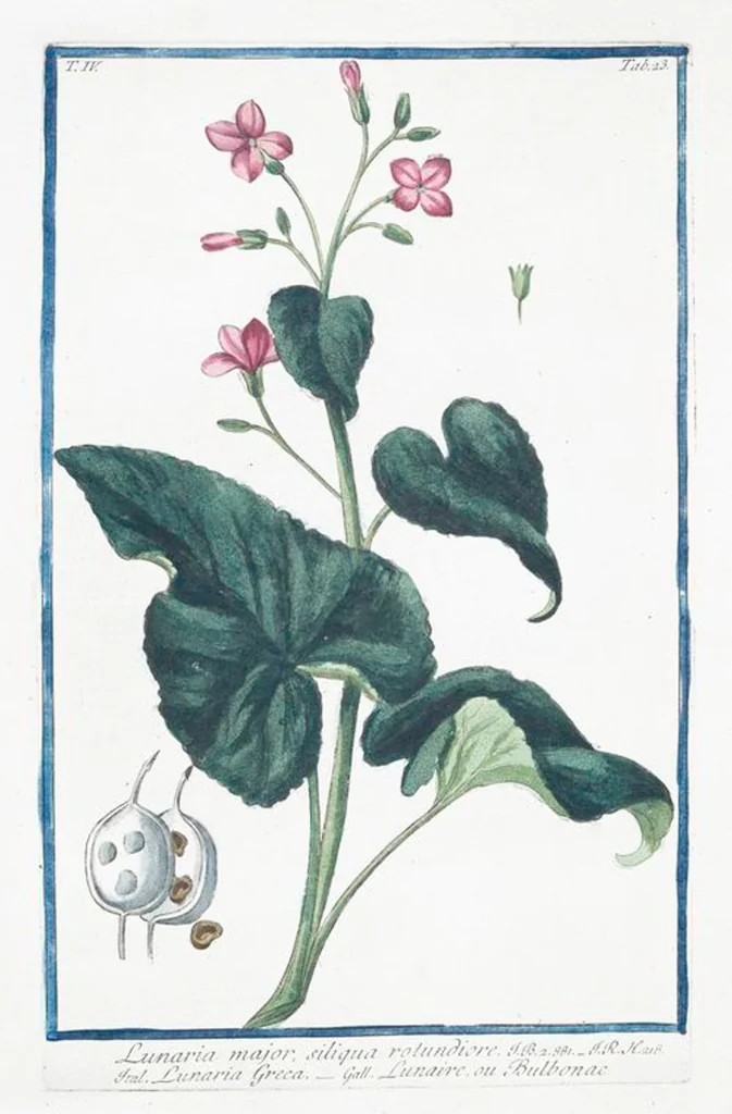 An illustration from Hortus Romanus plantaru, 1772, leaf 332