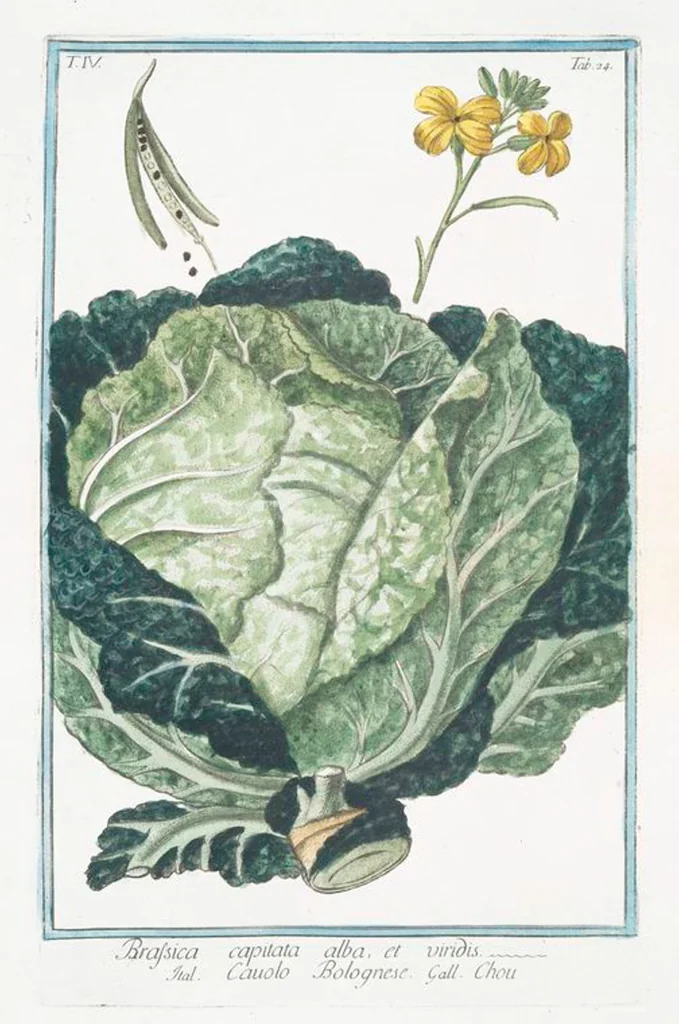 An illustration from Hortus Romanus plantaru, 1772, leaf 333