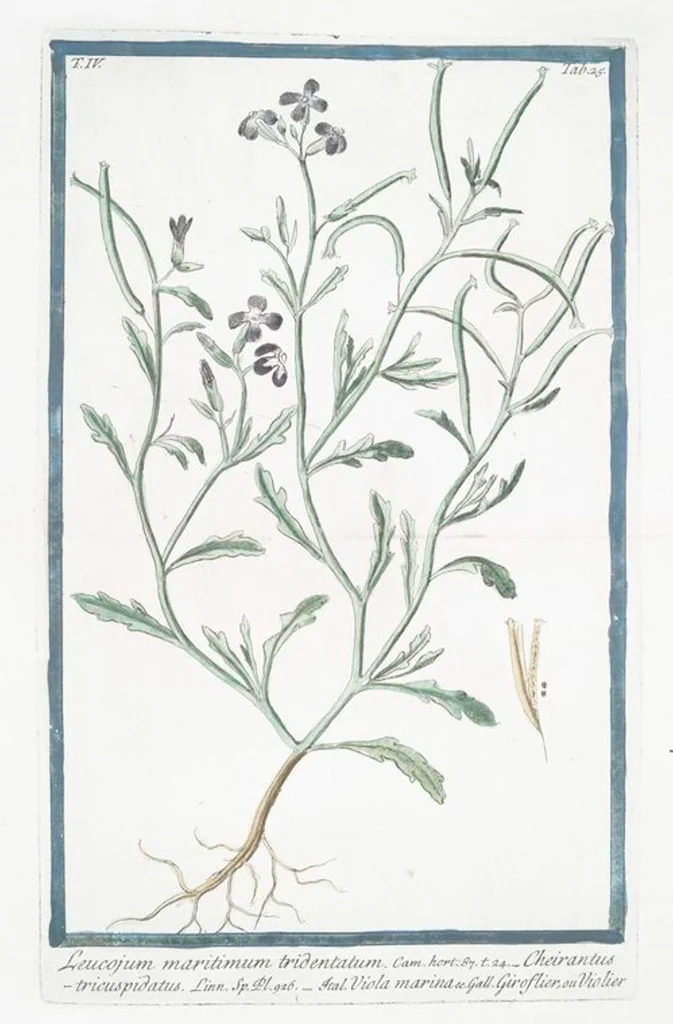 An illustration from Hortus Romanus plantaru, 1772, leaf 334