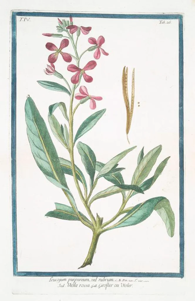 An illustration from Hortus Romanus plantaru, 1772, leaf 335