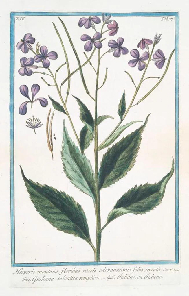 An illustration from Hortus Romanus plantaru, 1772, leaf 336