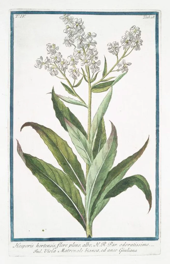 An illustration from Hortus Romanus plantaru, 1772, leaf 337