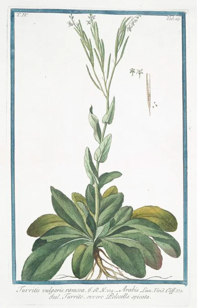 An illustration from Hortus Romanus plantaru, 1772, leaf 338