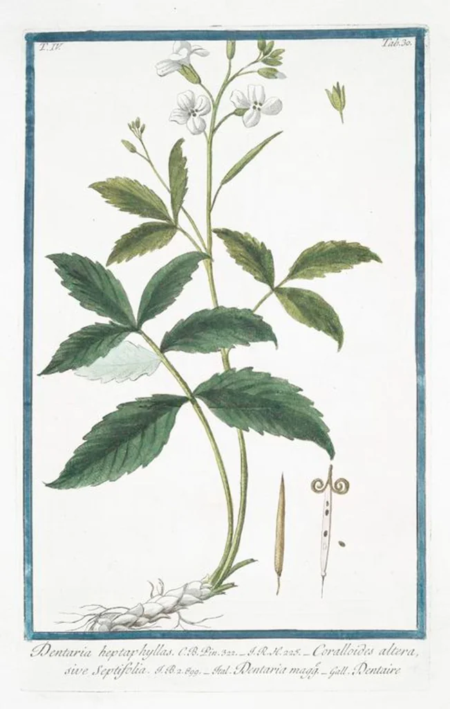An illustration from Hortus Romanus plantaru, 1772, leaf 339