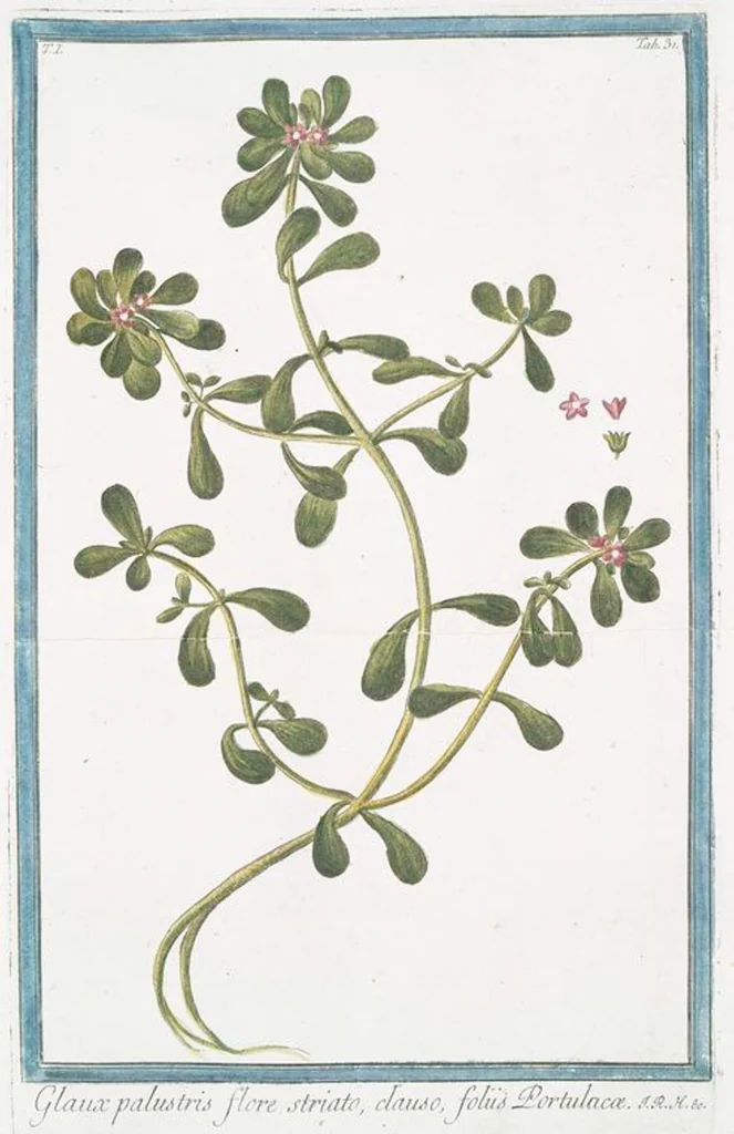 An illustration from Hortus Romanus plantaru, 1772, leaf 34