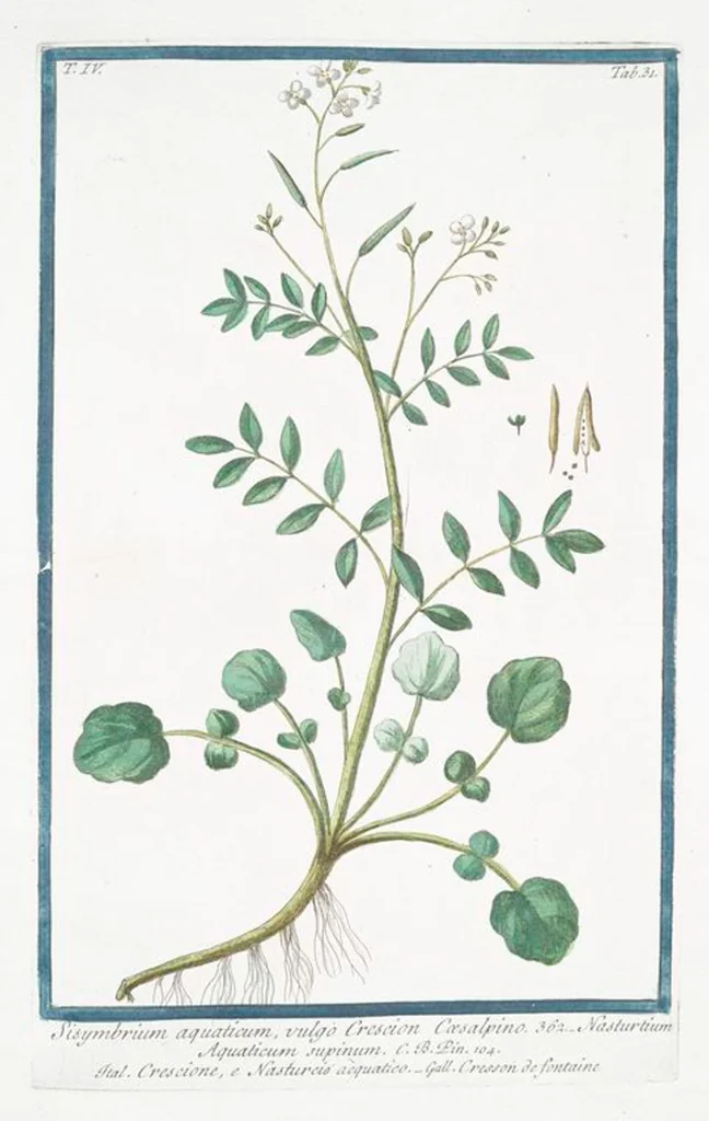 An illustration from Hortus Romanus plantaru, 1772, leaf 340
