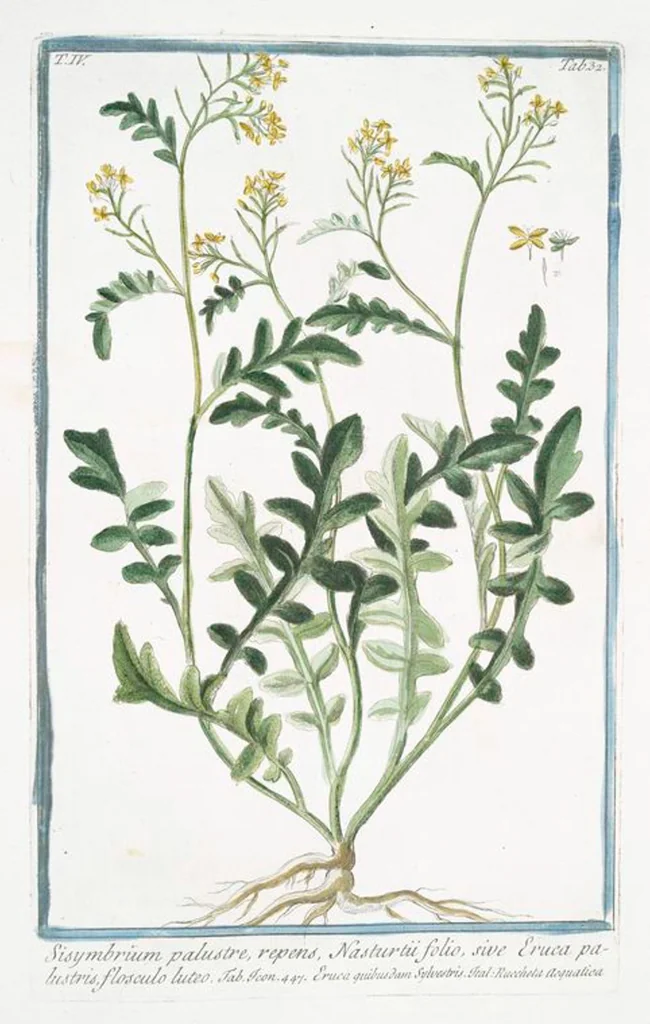 An illustration from Hortus Romanus plantaru, 1772, leaf 341