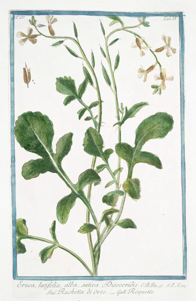 An illustration from Hortus Romanus plantaru, 1772, leaf 342