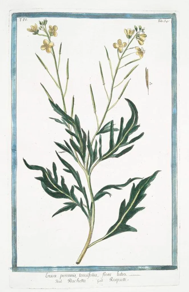 An illustration from Hortus Romanus plantaru, 1772, leaf 343