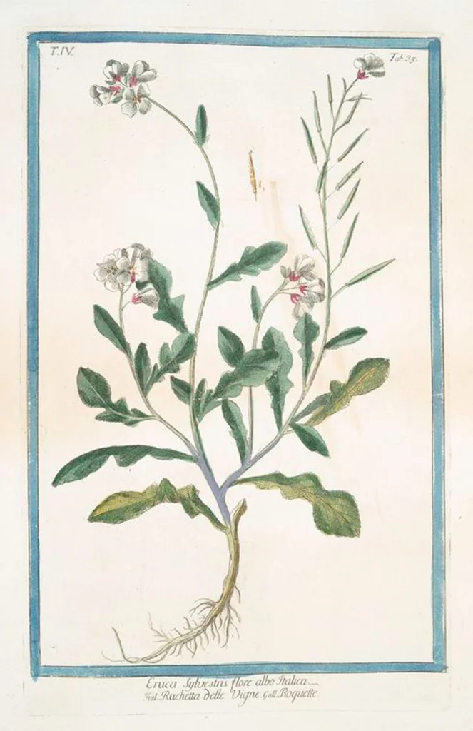 An illustration from Hortus Romanus plantaru, 1772, leaf 344