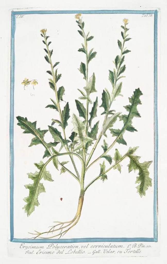 An illustration from Hortus Romanus plantaru, 1772, leaf 347