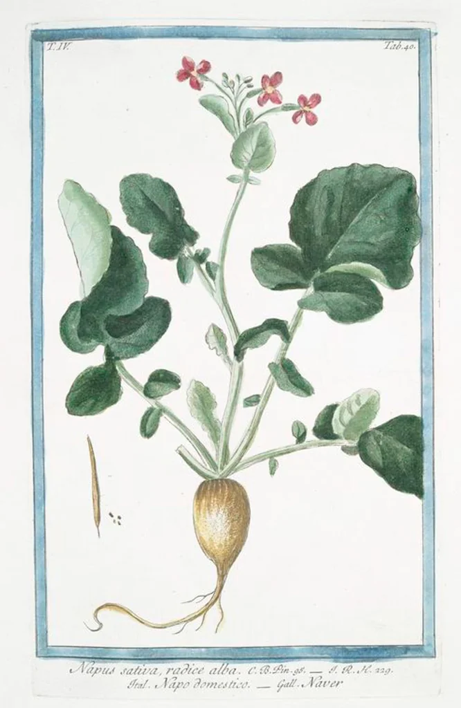 An illustration from Hortus Romanus plantaru, 1772, leaf 349