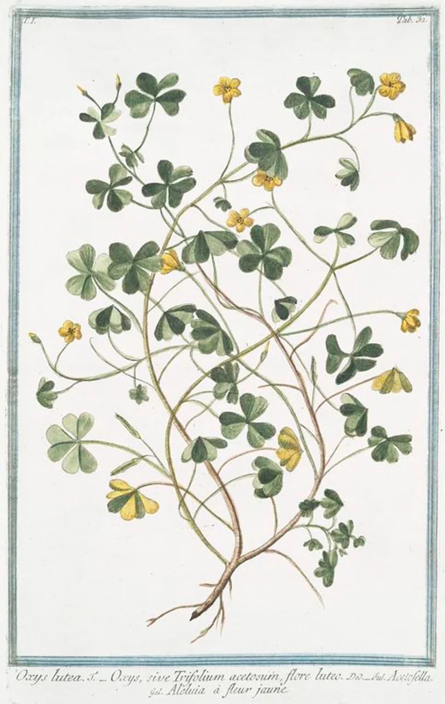An illustration from Hortus Romanus plantaru, 1772, leaf 35