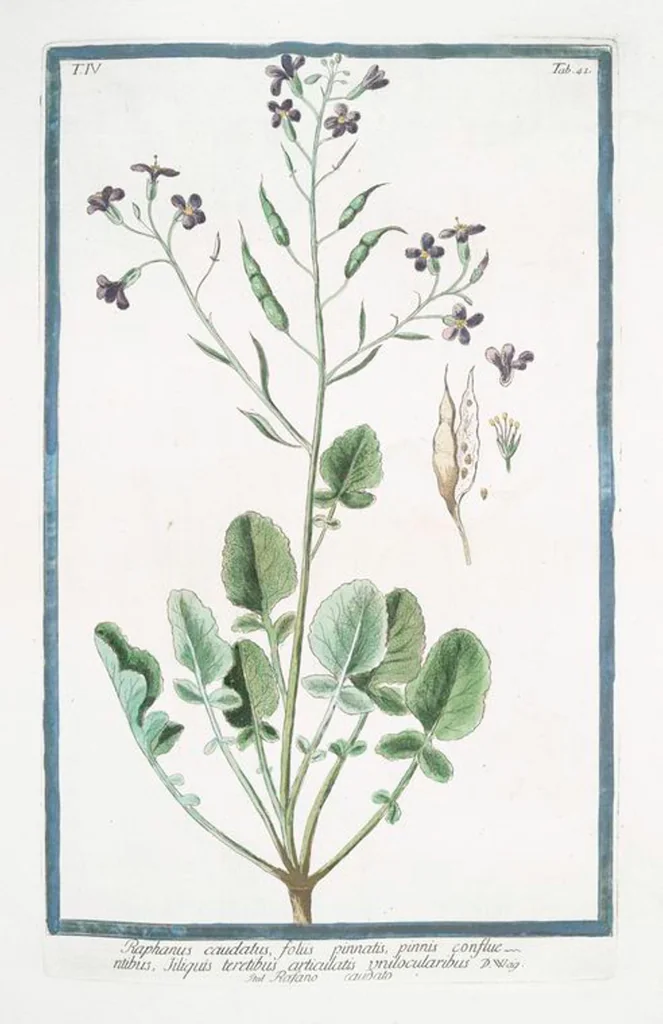 An illustration from Hortus Romanus plantaru, 1772, leaf 350