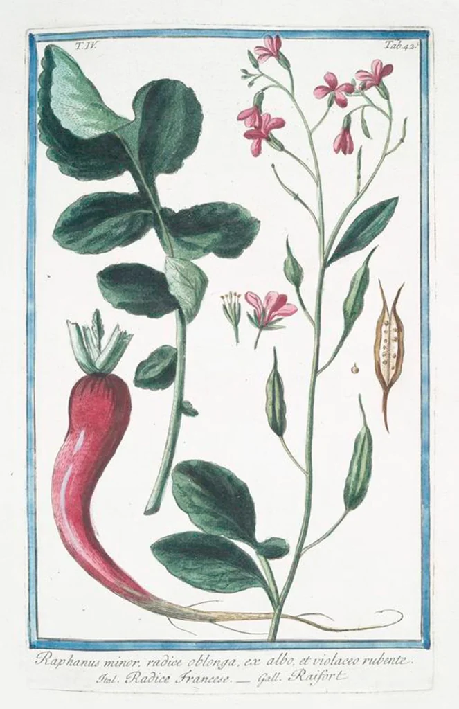 An illustration from Hortus Romanus plantaru, 1772, leaf 351