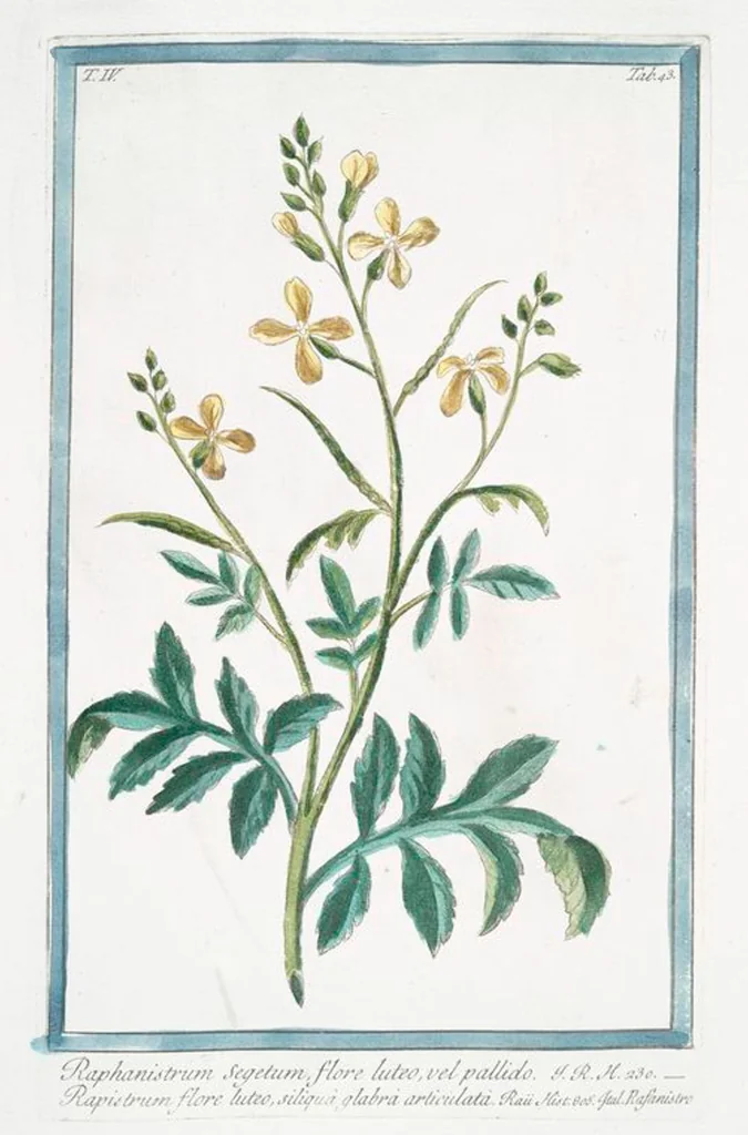 An illustration from Hortus Romanus plantaru, 1772, leaf 352