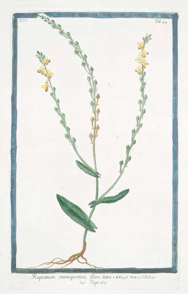 An illustration from Hortus Romanus plantaru, 1772, leaf 353