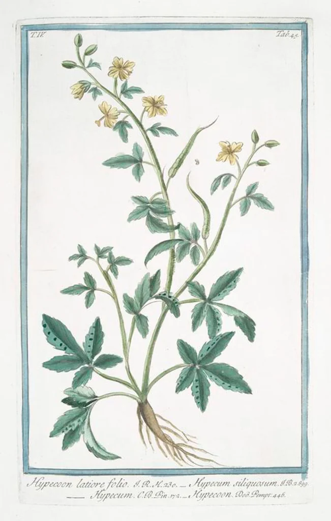 An illustration from Hortus Romanus plantaru, 1772, leaf 354
