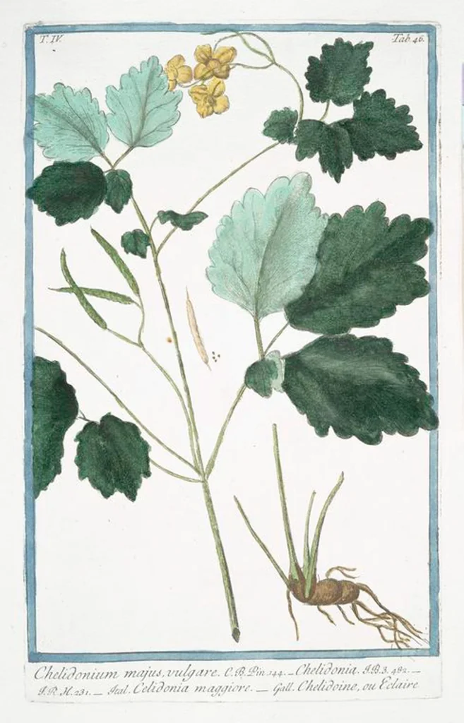 An illustration from Hortus Romanus plantaru, 1772, leaf 355