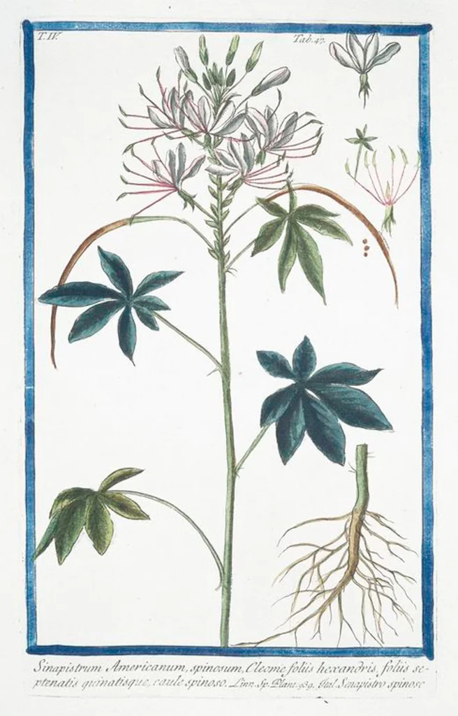 An illustration from Hortus Romanus plantaru, 1772, leaf 356