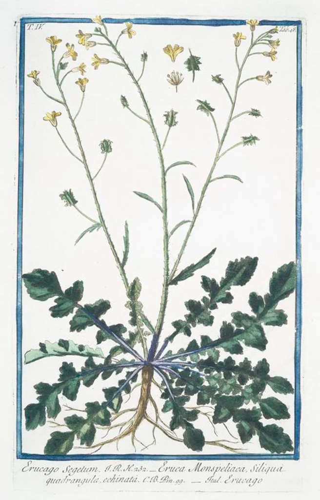 An illustration from Hortus Romanus plantaru, 1772, leaf 357
