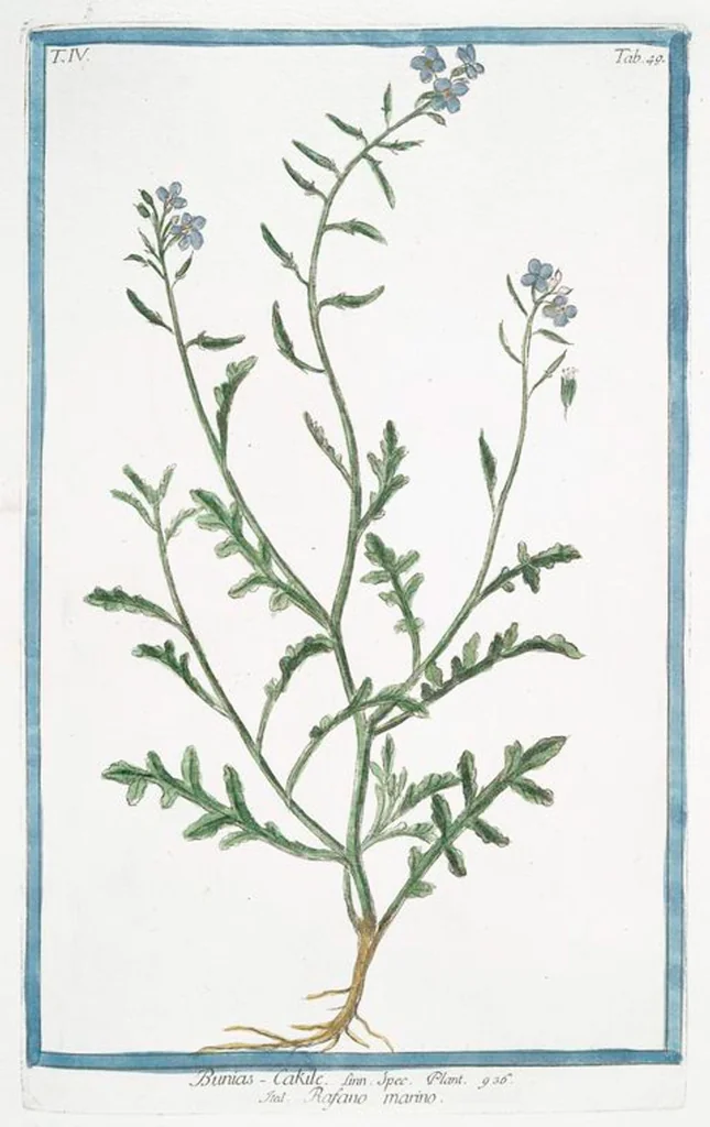 An illustration from Hortus Romanus plantaru, 1772, leaf 358