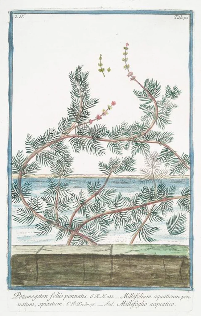 An illustration from Hortus Romanus plantaru, 1772, leaf 359