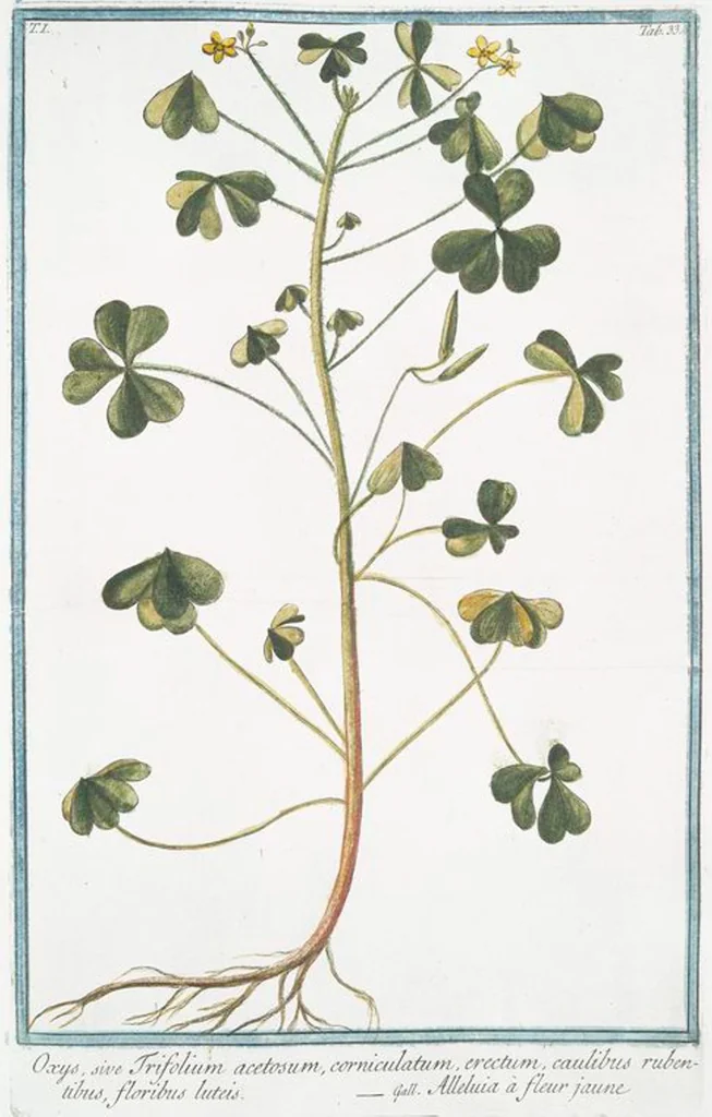 An illustration from Hortus Romanus plantaru, 1772, leaf 36