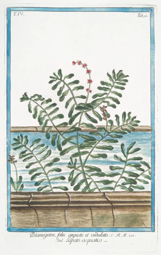 An illustration from Hortus Romanus plantaru, 1772, leaf 360