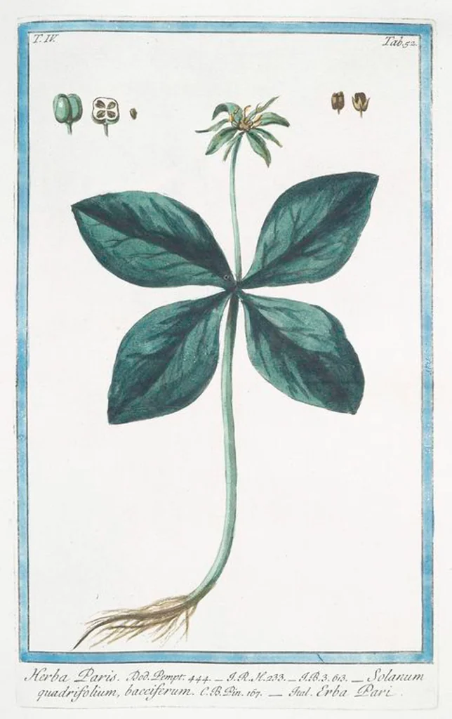 An illustration from Hortus Romanus plantaru, 1772, leaf 361